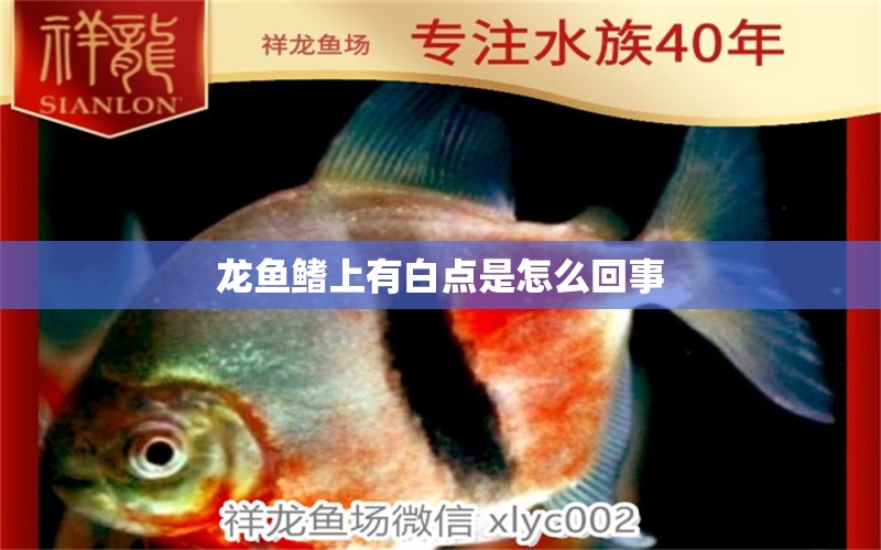 龍魚鰭上有白點(diǎn)是怎么回事