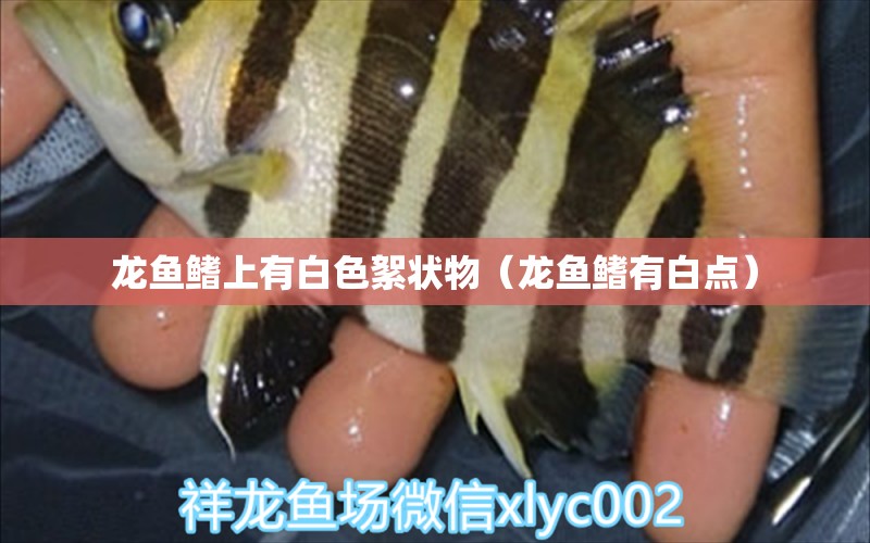 龍魚鰭上有白色絮狀物（龍魚鰭有白點）