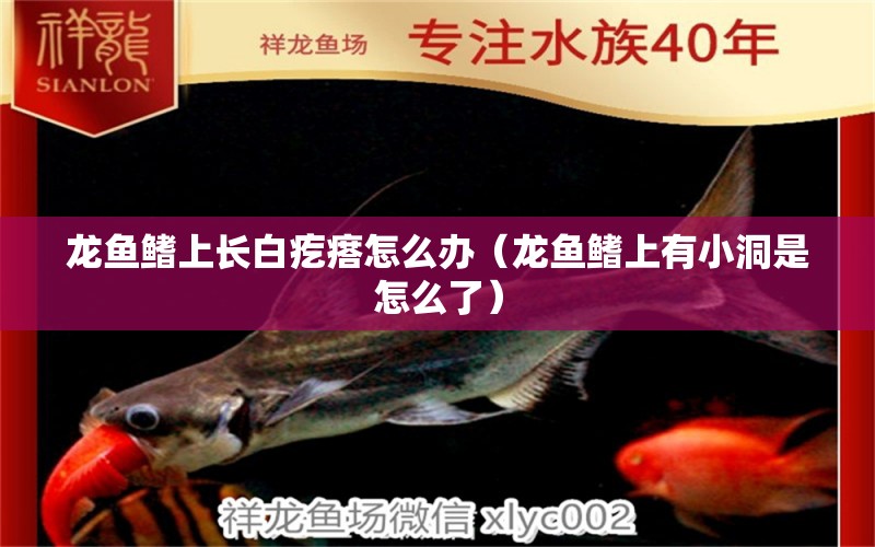 龍魚鰭上長白疙瘩怎么辦（龍魚鰭上有小洞是怎么了）