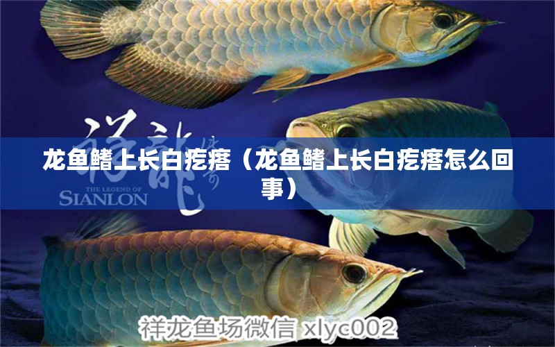 龍魚鰭上長白疙瘩（龍魚鰭上長白疙瘩怎么回事） 祥龍水族醫(yī)院