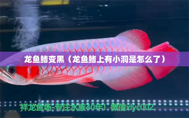 龍魚鰭變黑（龍魚鰭上有小洞是怎么了）