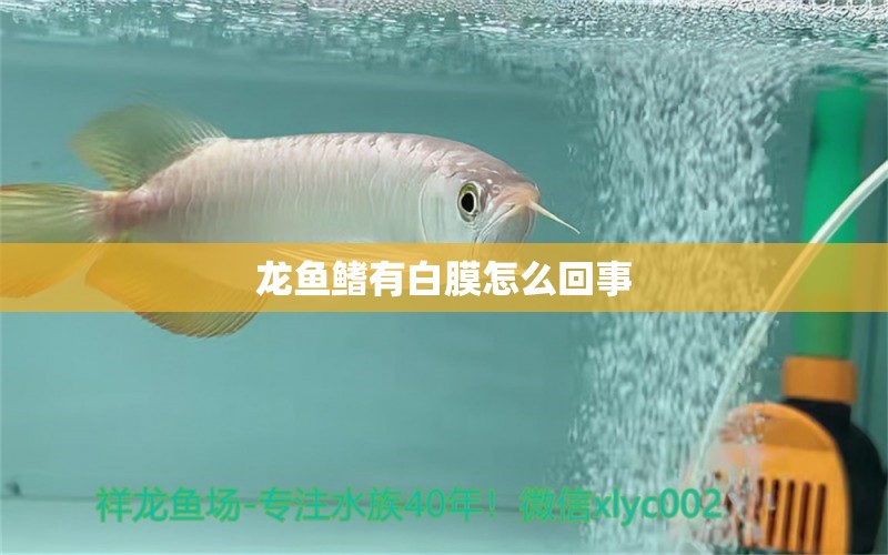 龍魚鰭有白膜怎么回事