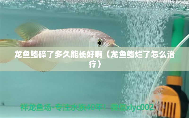 龍魚鰭碎了多久能長好?。堲~鰭爛了怎么治療）