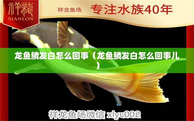 龍魚鱗發(fā)白怎么回事（龍魚鱗發(fā)白怎么回事兒） 廣州龍魚批發(fā)市場