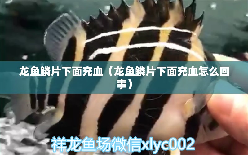 龍魚鱗片下面充血（龍魚鱗片下面充血怎么回事） 廣州龍魚批發(fā)市場