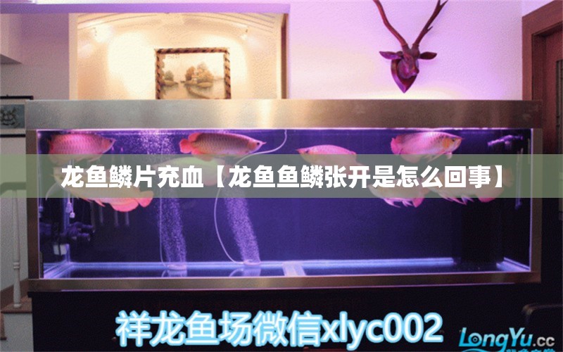 龍魚鱗片充血【龍魚魚鱗張開是怎么回事】