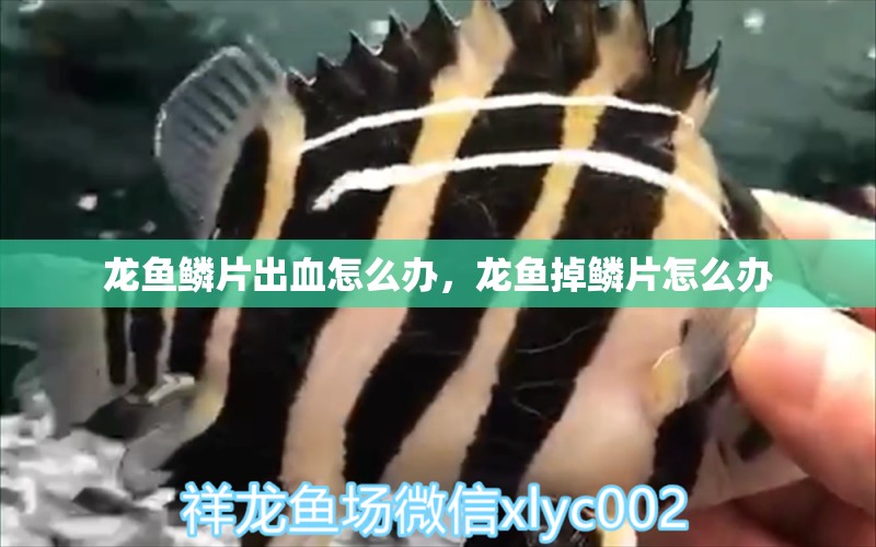 龍魚(yú)鱗片出血怎么辦，龍魚(yú)掉鱗片怎么辦 養(yǎng)魚(yú)知識(shí) 第1張