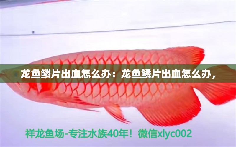 龍魚鱗片出血怎么辦：龍魚鱗片出血怎么辦，