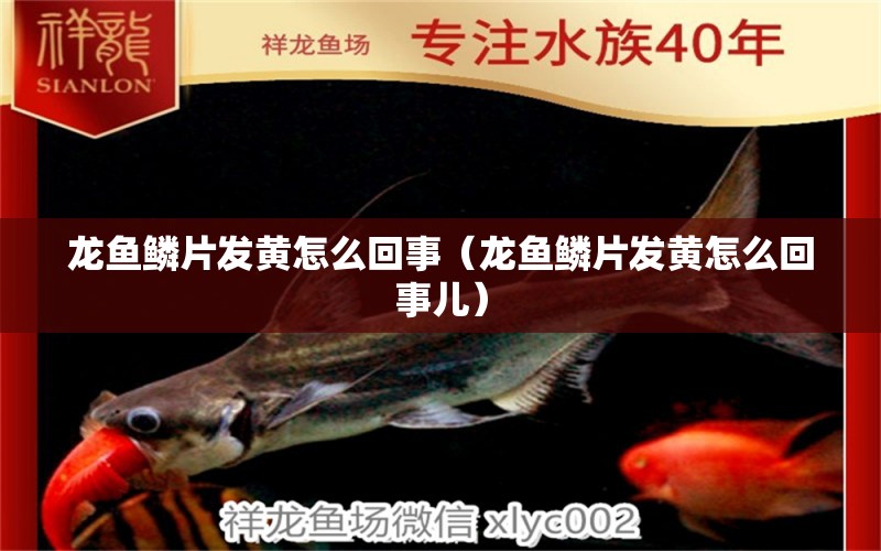 龍魚鱗片發(fā)黃怎么回事（龍魚鱗片發(fā)黃怎么回事兒） 廣州龍魚批發(fā)市場