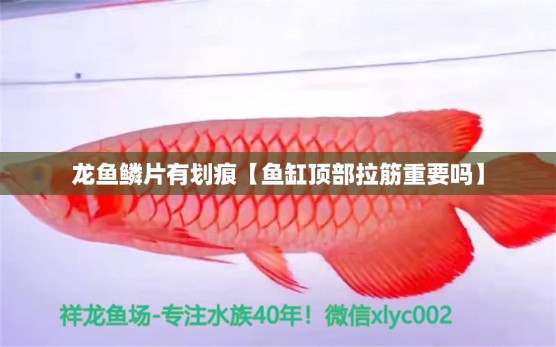 龍魚(yú)鱗片有劃痕【魚(yú)缸頂部拉筋重要嗎】