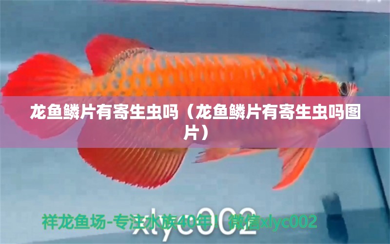 龍魚鱗片有寄生蟲嗎（龍魚鱗片有寄生蟲嗎圖片）