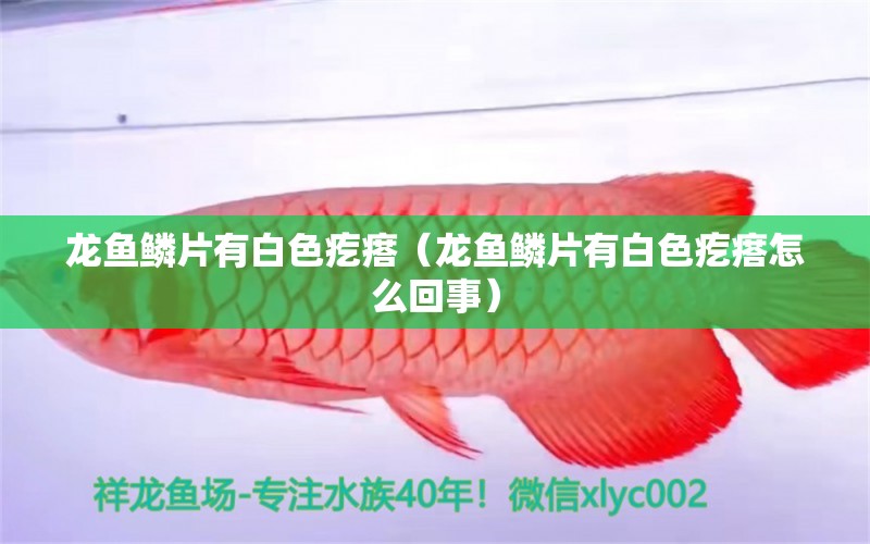 龍魚鱗片有白色疙瘩（龍魚鱗片有白色疙瘩怎么回事）