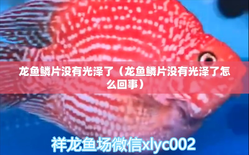 龍魚鱗片沒有光澤了（龍魚鱗片沒有光澤了怎么回事）