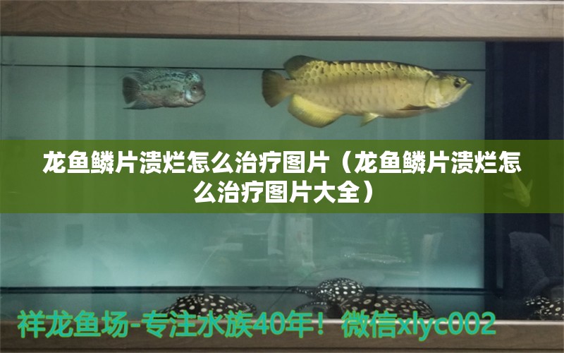 龍魚鱗片潰爛怎么治療圖片（龍魚鱗片潰爛怎么治療圖片大全）