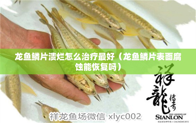 龍魚鱗片潰爛怎么治療最好（龍魚鱗片表面腐蝕能恢復嗎）