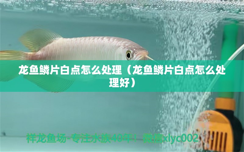 龍魚鱗片白點(diǎn)怎么處理（龍魚鱗片白點(diǎn)怎么處理好） 廣州龍魚批發(fā)市場