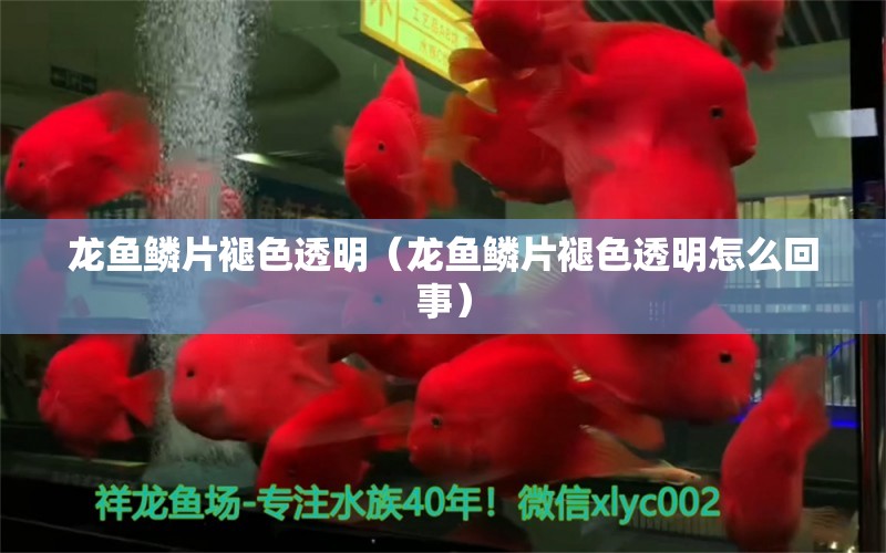 龍魚鱗片褪色透明（龍魚鱗片褪色透明怎么回事）