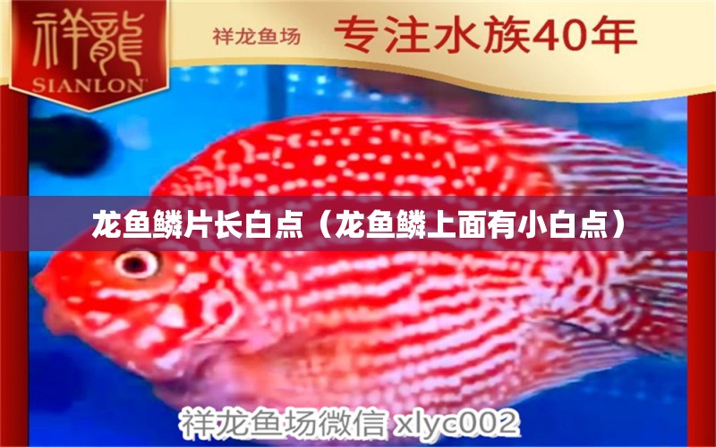 龍魚鱗片長白點(diǎn)（龍魚鱗上面有小白點(diǎn)）