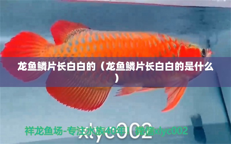 龍魚鱗片長(zhǎng)白白的（龍魚鱗片長(zhǎng)白白的是什么）