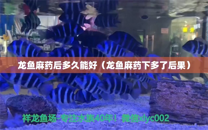 龍魚麻藥后多久能好（龍魚麻藥下多了后果）