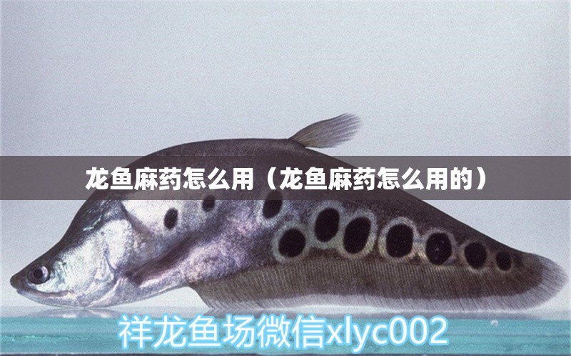 龍魚麻藥怎么用（龍魚麻藥怎么用的）