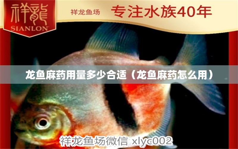 龍魚(yú)麻藥用量多少合適（龍魚(yú)麻藥怎么用）