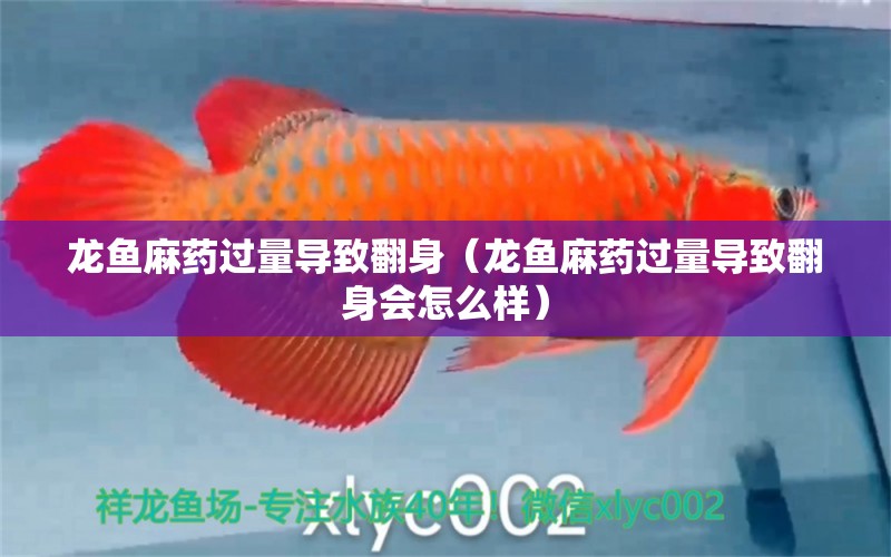 龍魚麻藥過量導(dǎo)致翻身（龍魚麻藥過量導(dǎo)致翻身會(huì)怎么樣）