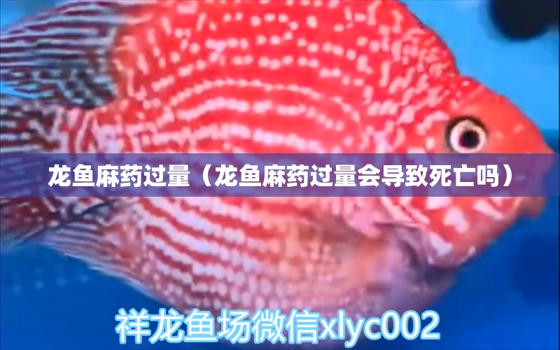 龍魚麻藥過量（龍魚麻藥過量會導(dǎo)致死亡嗎）