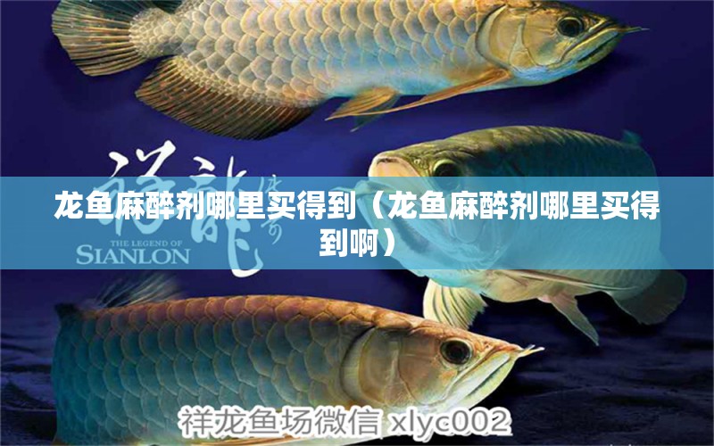 龍魚麻醉劑哪里買得到（龍魚麻醉劑哪里買得到?。? title=