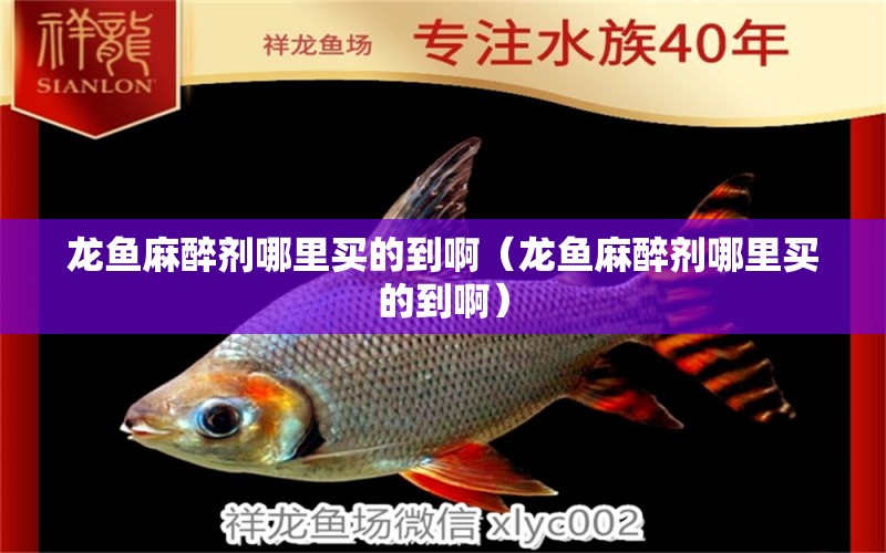 龍魚麻醉劑哪里買的到?。堲~麻醉劑哪里買的到?。? title=