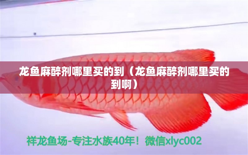 龍魚麻醉劑哪里買的到（龍魚麻醉劑哪里買的到啊）