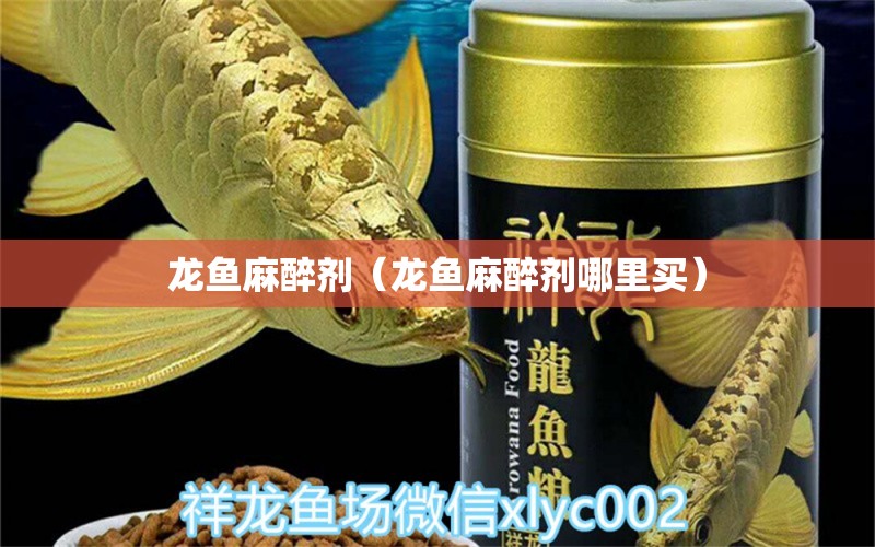 龍魚麻醉劑（龍魚麻醉劑哪里買）