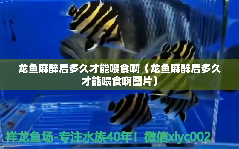 龍魚(yú)麻醉后多久才能喂食?。堲~(yú)麻醉后多久才能喂食啊圖片）