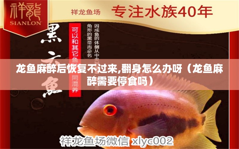 龍魚麻醉后恢復(fù)不過來,翻身怎么辦呀（龍魚麻醉需要停食嗎）