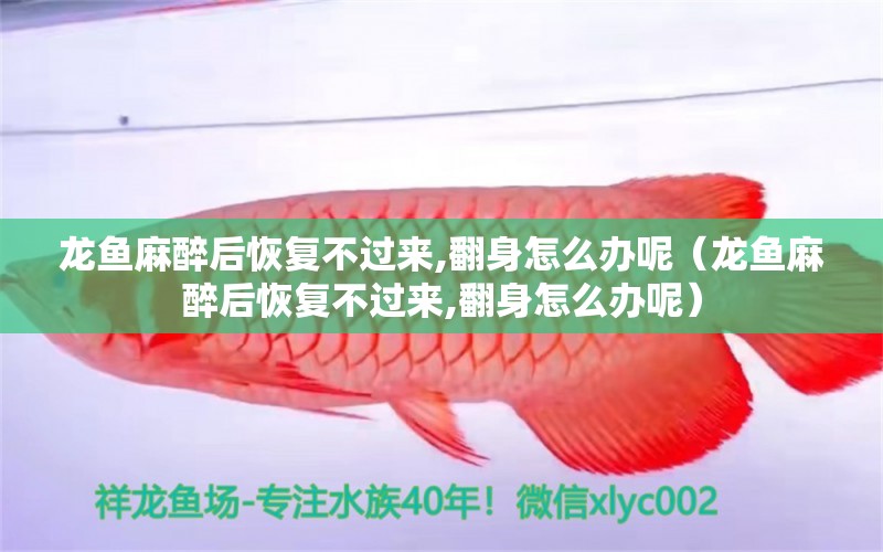 龍魚(yú)麻醉后恢復(fù)不過(guò)來(lái),翻身怎么辦呢（龍魚(yú)麻醉后恢復(fù)不過(guò)來(lái),翻身怎么辦呢）