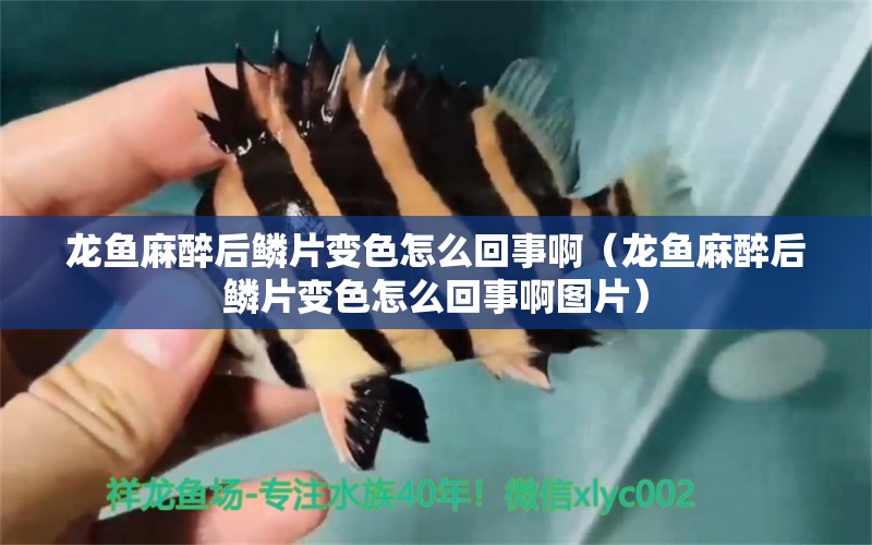 龍魚麻醉后鱗片變色怎么回事?。堲~麻醉后鱗片變色怎么回事啊圖片）