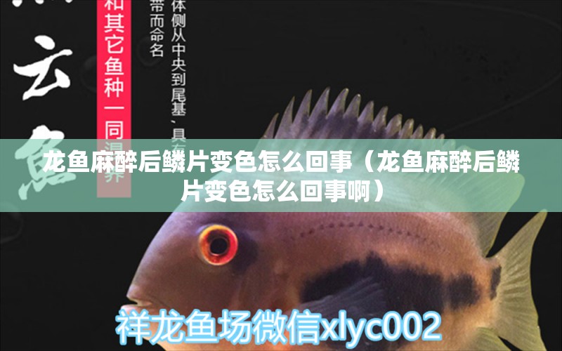 龍魚麻醉后鱗片變色怎么回事（龍魚麻醉后鱗片變色怎么回事?。? title=