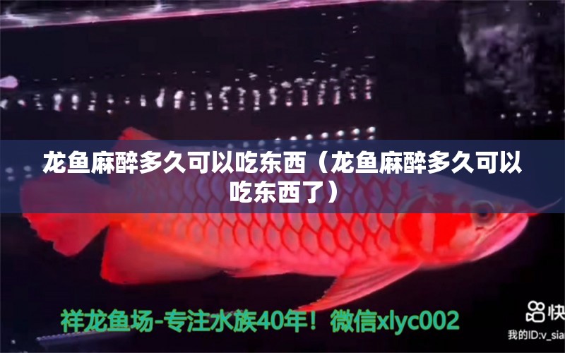 龍魚麻醉多久可以吃東西（龍魚麻醉多久可以吃東西了）