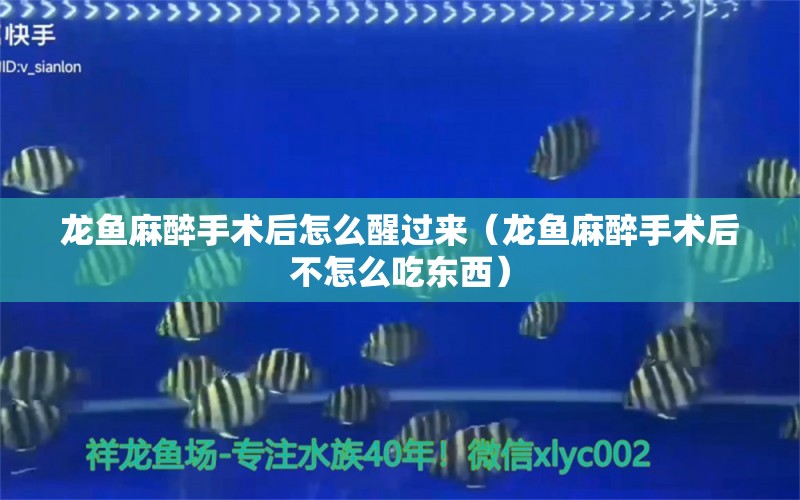 龍魚麻醉手術(shù)后怎么醒過(guò)來(lái)（龍魚麻醉手術(shù)后不怎么吃東西）