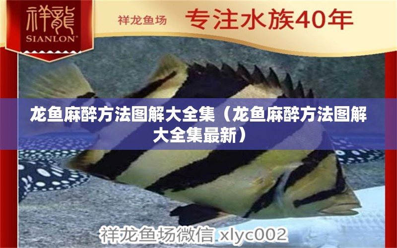 龍魚(yú)麻醉方法圖解大全集（龍魚(yú)麻醉方法圖解大全集最新）