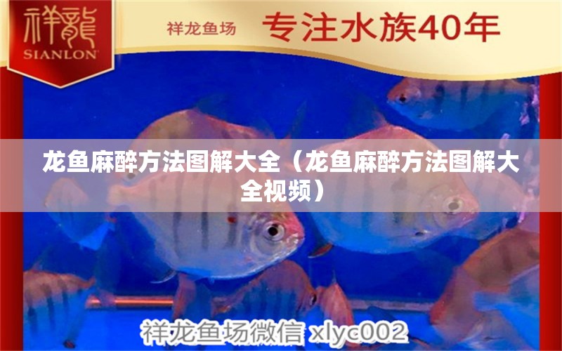 龍魚麻醉方法圖解大全（龍魚麻醉方法圖解大全視頻）