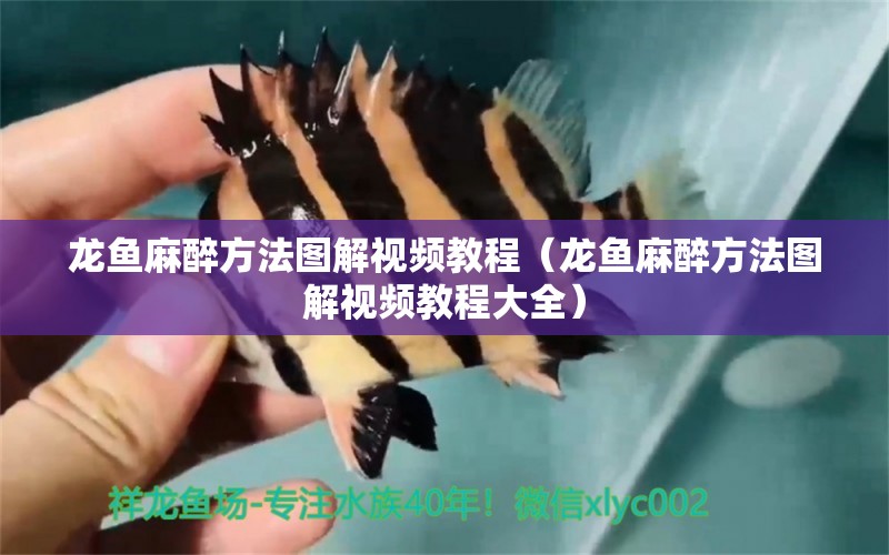 龍魚麻醉方法圖解視頻教程（龍魚麻醉方法圖解視頻教程大全） 龍魚麻藥（祥龍Nika）