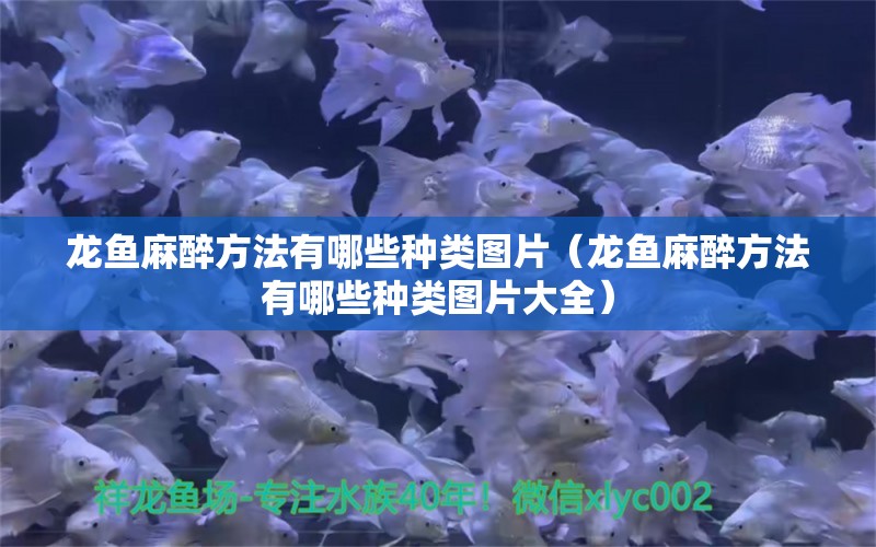 龍魚麻醉方法有哪些種類圖片（龍魚麻醉方法有哪些種類圖片大全）