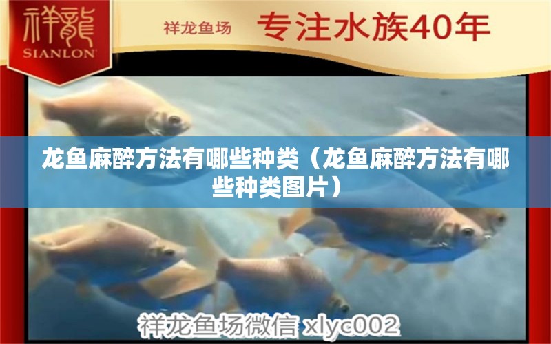 龍魚麻醉方法有哪些種類（龍魚麻醉方法有哪些種類圖片） 龍魚麻藥（祥龍Nika）