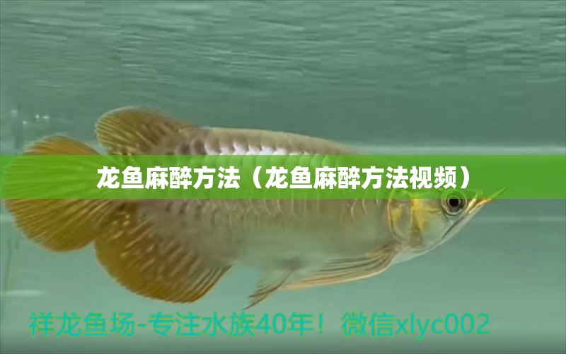 龍魚麻醉方法（龍魚麻醉方法視頻） 龍魚麻藥（祥龍Nika）