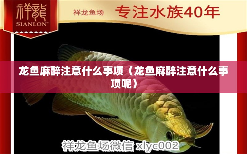 龍魚麻醉注意什么事項(xiàng)（龍魚麻醉注意什么事項(xiàng)呢）