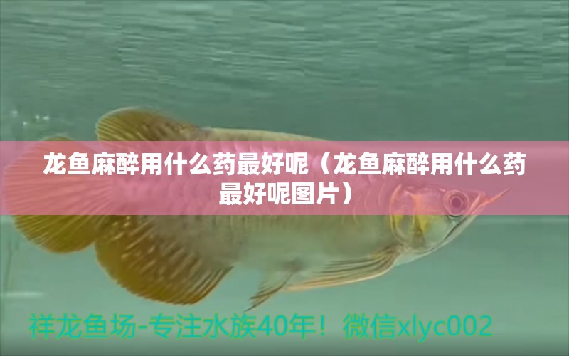 龍魚麻醉用什么藥最好呢（龍魚麻醉用什么藥最好呢圖片）