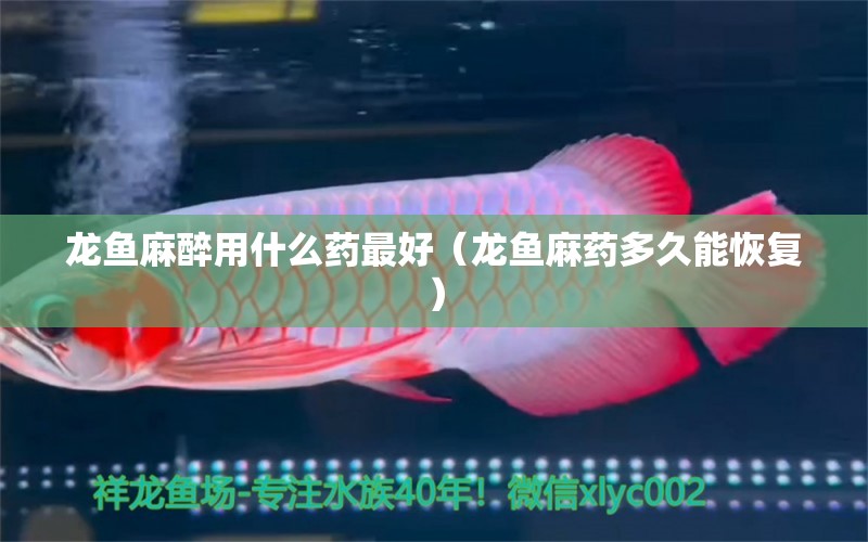 龍魚麻醉用什么藥最好（龍魚麻藥多久能恢復(fù)）