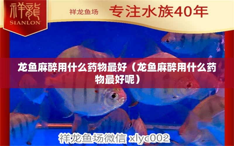 龍魚麻醉用什么藥物最好（龍魚麻醉用什么藥物最好呢） 龍魚麻藥（祥龍Nika）