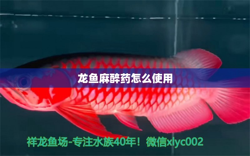 龍魚麻醉藥怎么使用